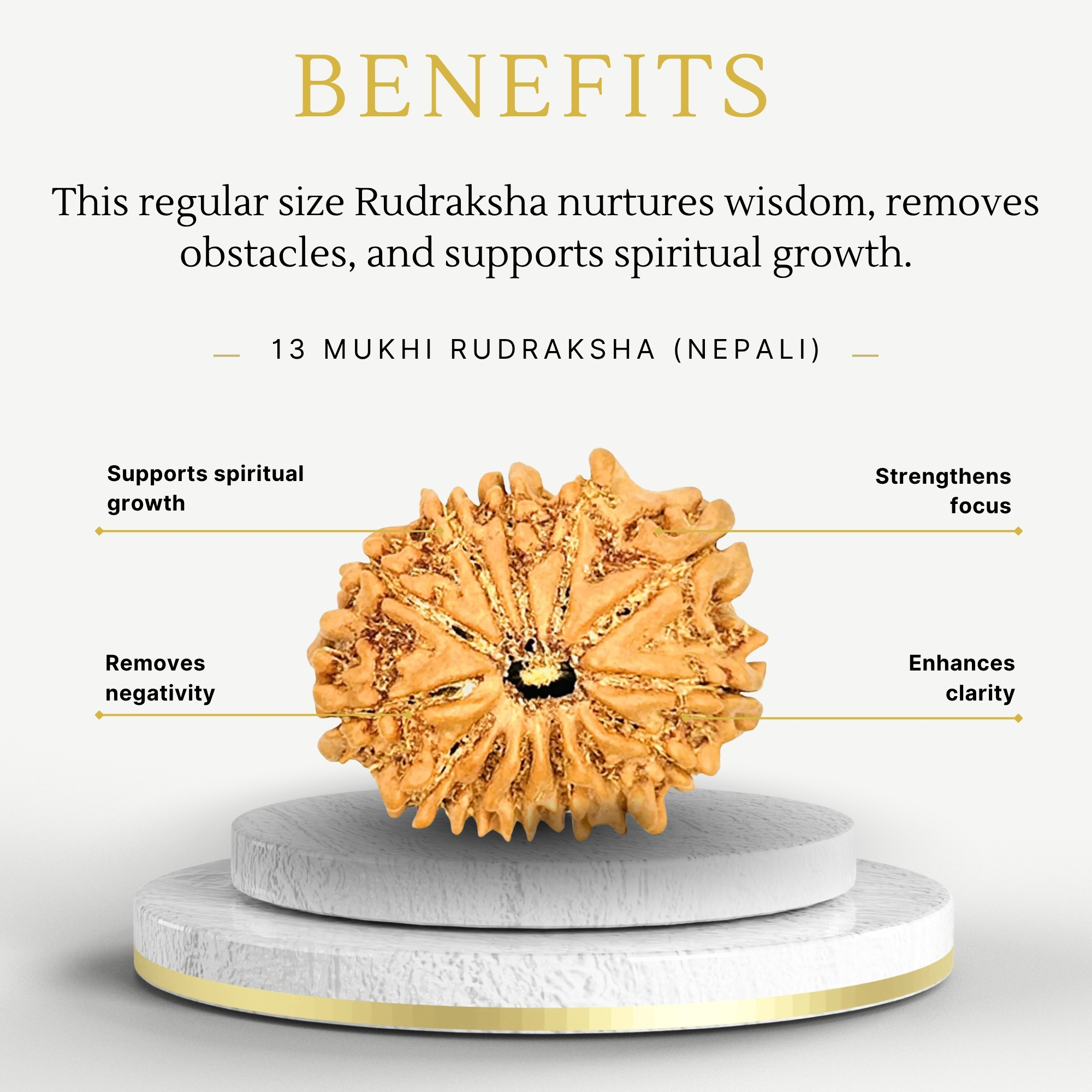 13 Mukhi Rudraksha Nepali - Certified And Natural - Image 3