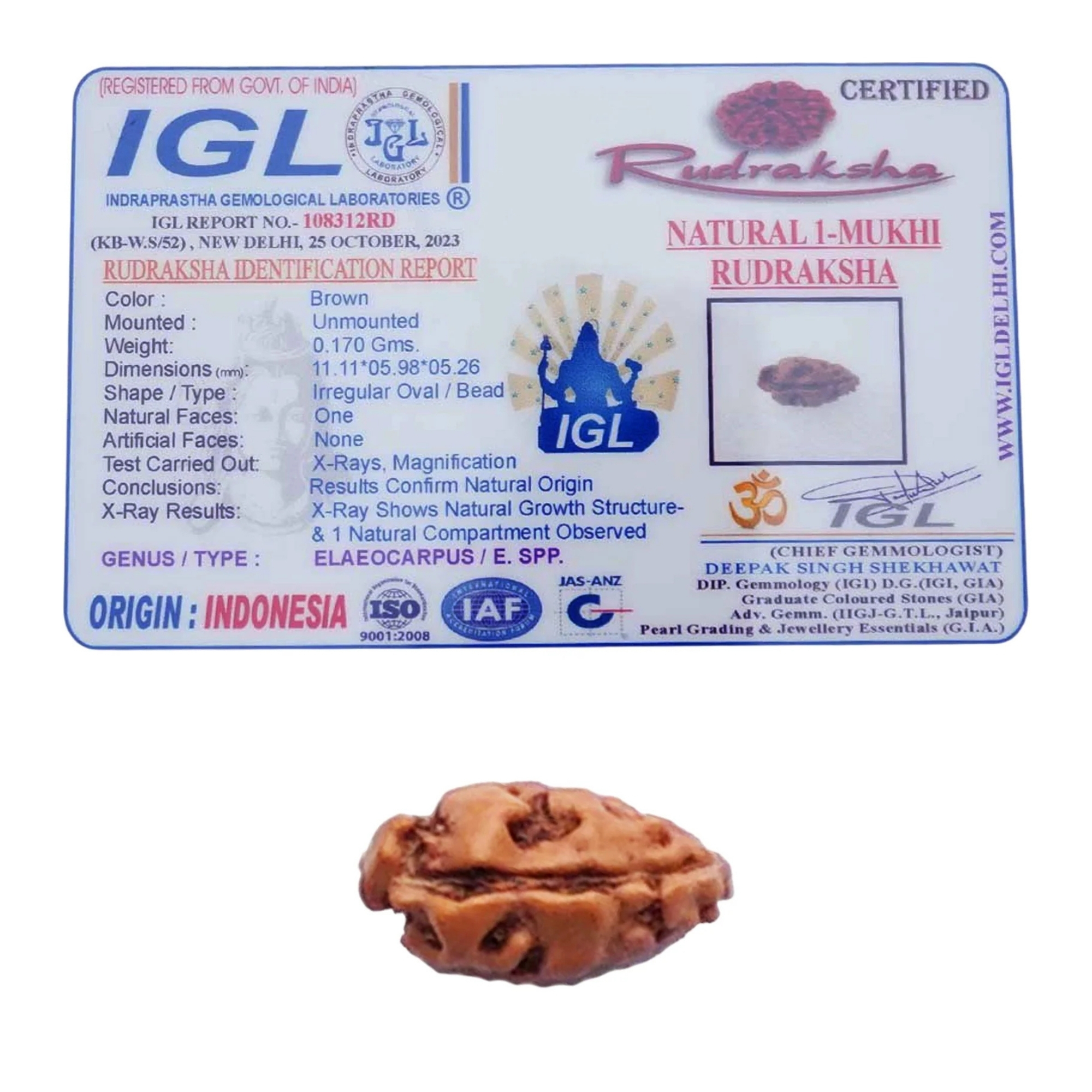 Indonesian 1 Mukhi Rudraksha Supercollector Bead - Image 2